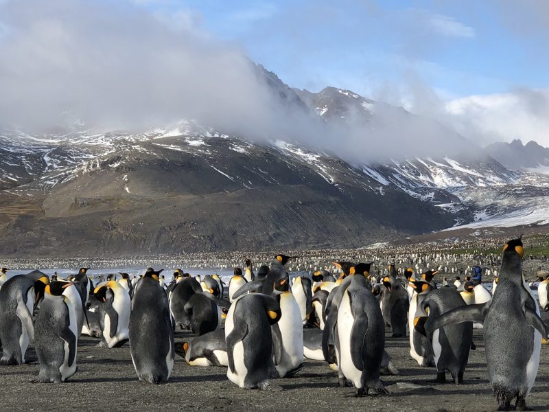A king penguin colony on South Georgia Island