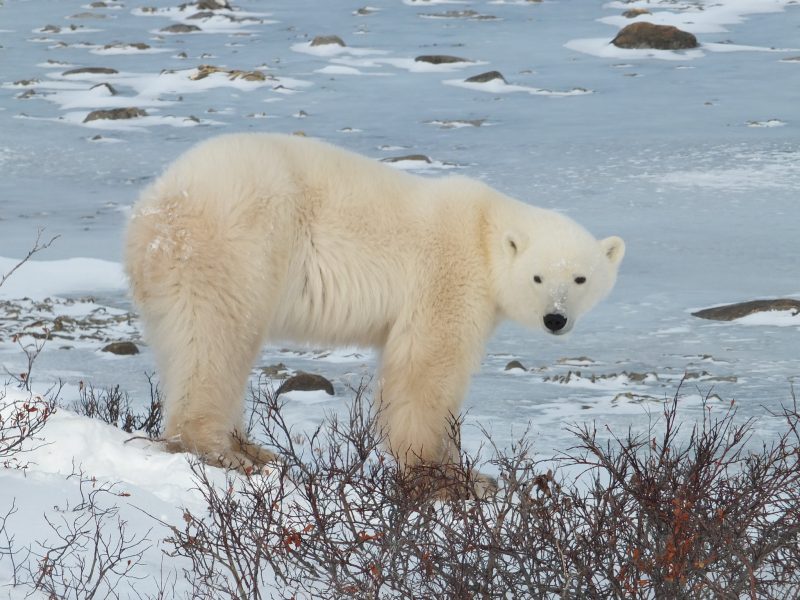 Where can I see polar bears?