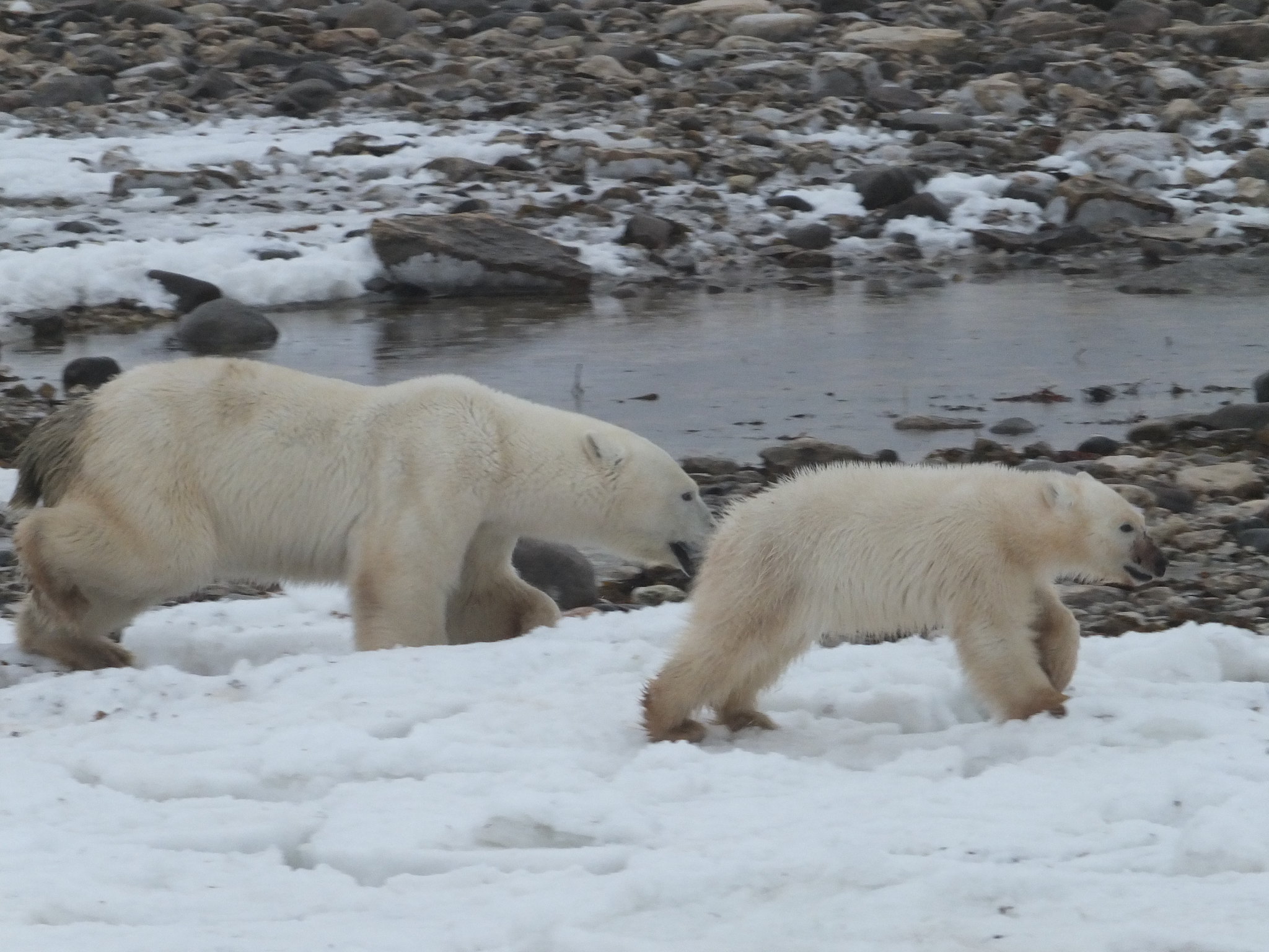 A mother bear and her cub running on snow and rocks
