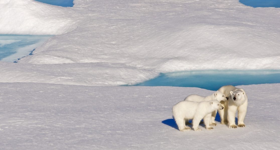 Where can I see polar bears?