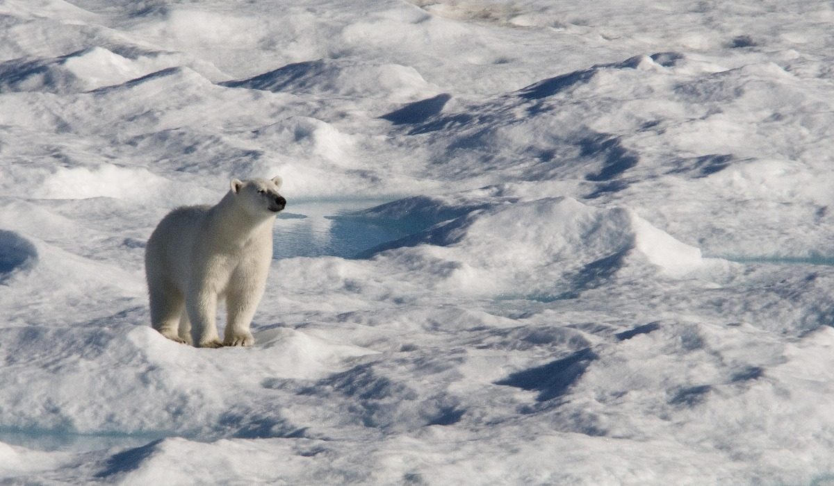 A lone polar bear on the sea ice