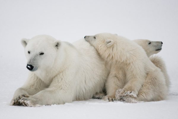 A polar bear and her cubs on the Arctic ice