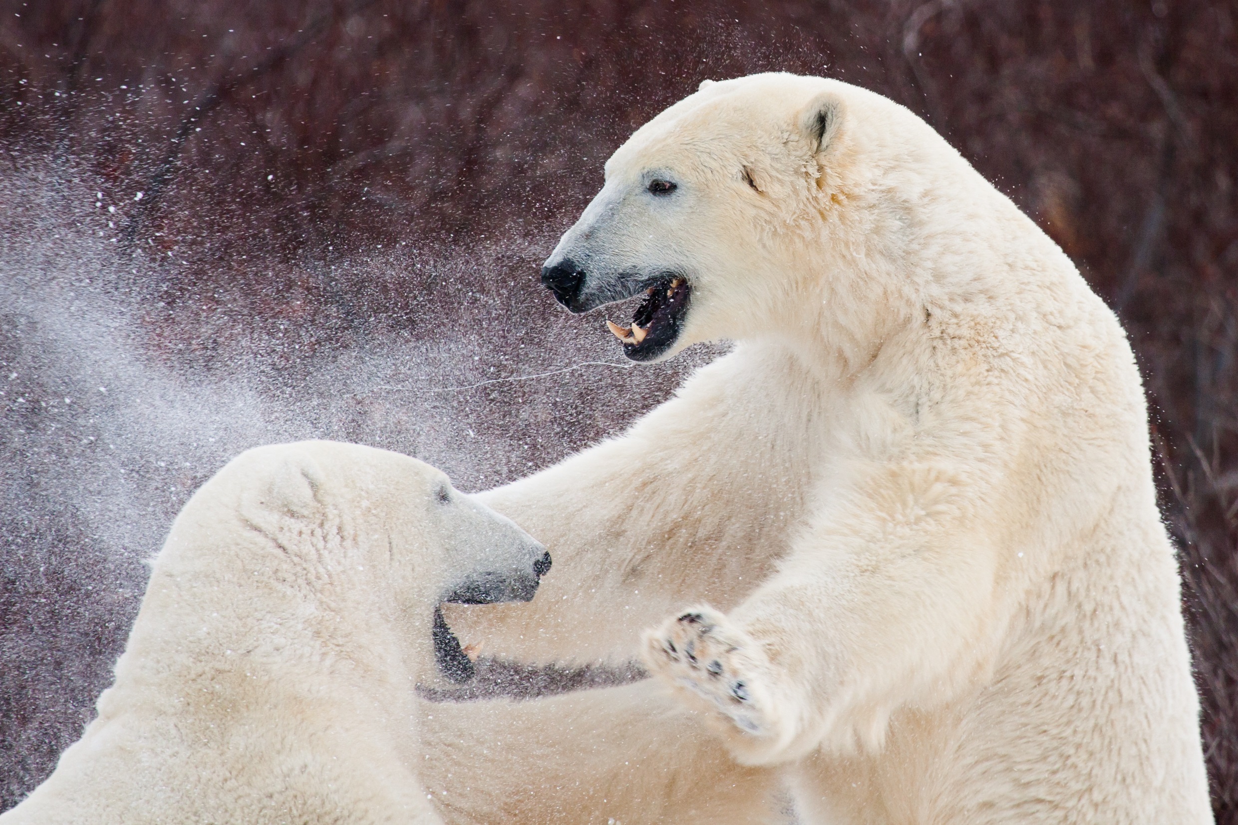 Two large polar bears fighting