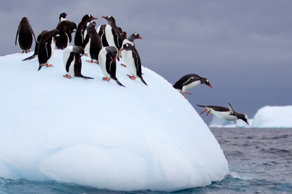 Antarctica Tours, penguins on an iceberg